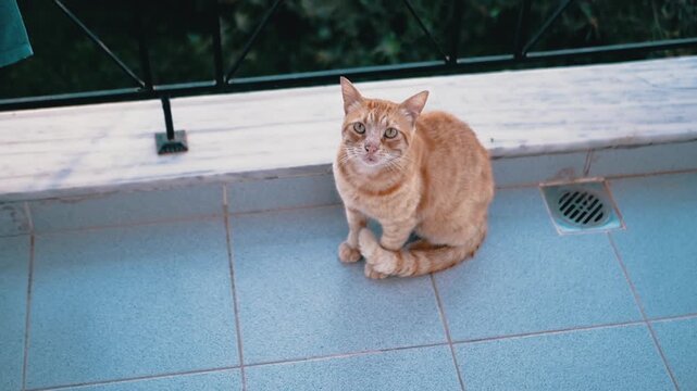 Top view, A cute ginger cat lounges on a sunny balcony, enjoying the warm sunshine with a beautiful background. Slow motion. Copy space.