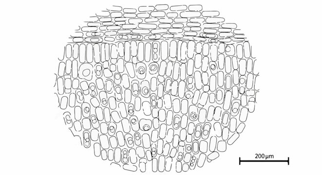 Microscopic view of plant cells, showing distinct layers and cell structures