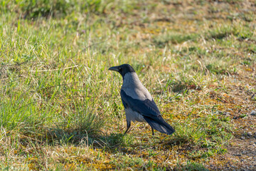 Obraz premium Grey crow stands on grassy ground. Sunlight highlights feathers and patchy vegetation. Bird appears alert, facing left. Natural setting suggests quiet, wild habitat. Ideal for wildlife, nature