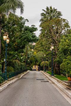 a tree-lined avenue in the casino square in Monte Carlo
