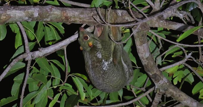 Sunda flying lemur hanging from tree branch in tropical rainforest at night. Wildlife conservation and nocturnal animal behavior study.