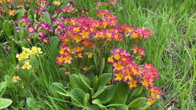 selective focus multicolor primrose flowers outdoor