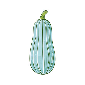 Light blue elongated vegetable with green stem and subtle stripes on white background