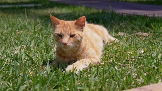 Portrait, Playful Ginger Cat Lying on the Green Grass while Bathed in Bright Sunlight. Happy Domestic orange cat enjoys warm sunny weather in yard in open air. Close up. Pets concept. Slow motion.