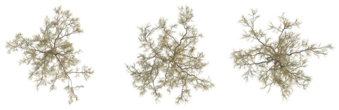 Haloxylon ammodendron tree plan, top view, cutout, transparent background, isolate, Detailed Intricate Branch Pattern Texture, Floral Botanical Element, Natural Rustic Background Design