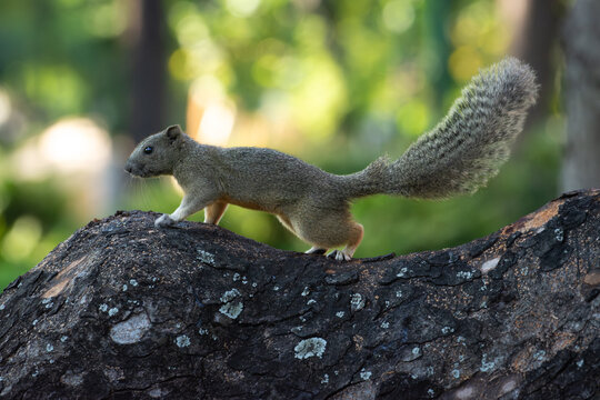 The squirrel is standing on a tree stump.