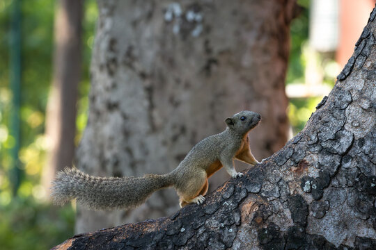 The squirrel is standing on a tree stump.