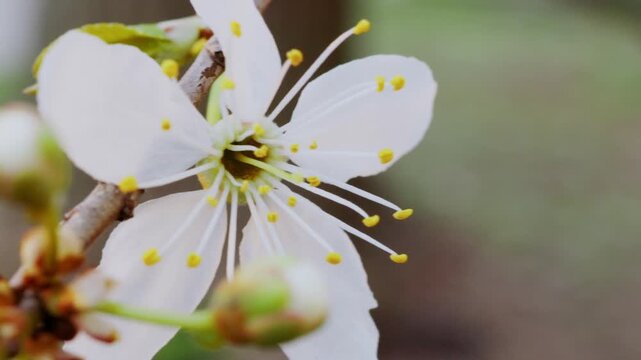 Spring forest scenery with blooming white flowers on trees and fresh green grass moving in the wind. Close-up of violets on forest floor, detailed tree bark texture and small stream flowing.
