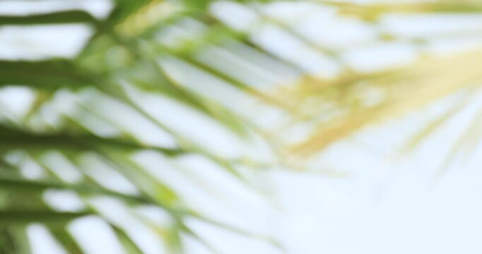 Soft sunlight through coconut palm leaves with gentle blur, creating a fresh tropical and relaxing atmosphere. Ideal for backgrounds and lifestyle visuals