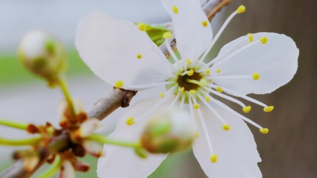 Spring forest scenery with blooming white flowers on trees and fresh green grass moving in the wind. Close-up of violets on forest floor, detailed tree bark texture and small stream flowing.