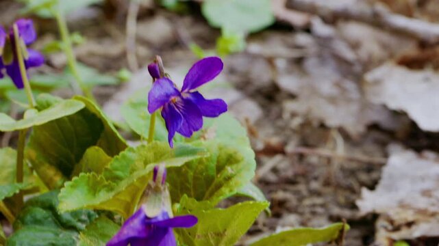 Spring forest scenery with blooming white flowers on trees and fresh green grass moving in the wind. Close-up of violets on forest floor, detailed tree bark texture and small stream flowing.