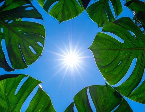 モンステラの葉の間から降り注ぐ眩しい太陽の光。深い青空を背景にしたトロピカルなボタニカル風景