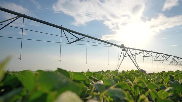 Irrigation pivot system waters crop field at sunrise. Farm sprinkler irrigates green plants. Modern irrigation equipment in agriculture field. Pivot system waters crop. Farming technology at sunrise.