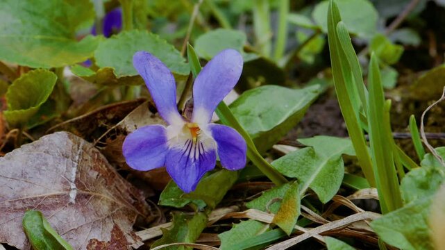 Spring forest scenery with blooming white flowers on trees and fresh green grass moving in the wind. Close-up of violets on forest floor, detailed tree bark texture and small stream flowing.