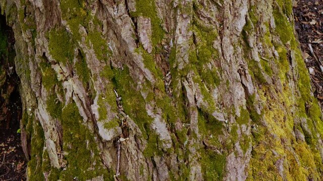Spring forest scenery with blooming white flowers on trees and fresh green grass moving in the wind. Close-up of violets on forest floor, detailed tree bark texture and small stream flowing.