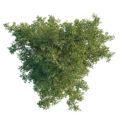 Fototapeta premium Top-down aerial view of a lush Quercus suber (Cork Oak) tree with dense foliage isolated on black background.