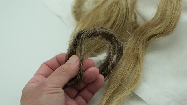 Hands showing the structure of the fibers of natural, uncolored flax, tow. White linen canvas. Growing demand for natural fibers.