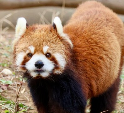 red panda in zoo