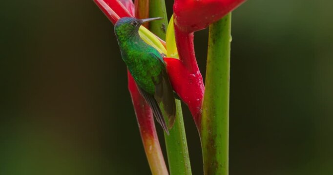 Violet-capped Woodnymph (Thalurania glaucopis) Drinking Water from a heliconia flower in atlantic rain forest brazil (Close Up)