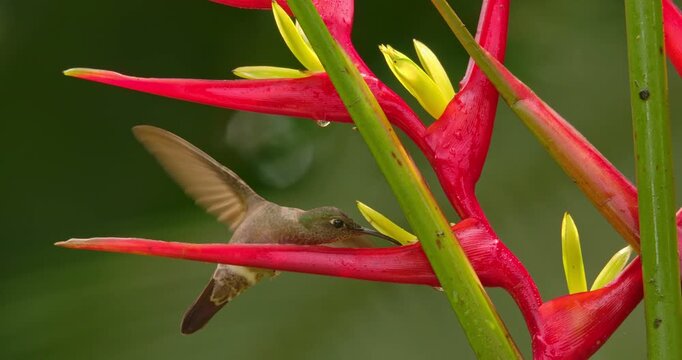 Sombre Hummingbird (Aphantochroa cirrochloris) Drinking Nectar from Heliconia Flower in Tropical Rainforest Close-Up