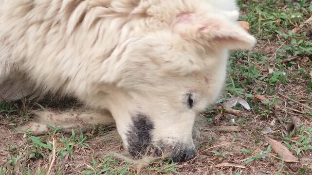 The dog has mange and is itchy.