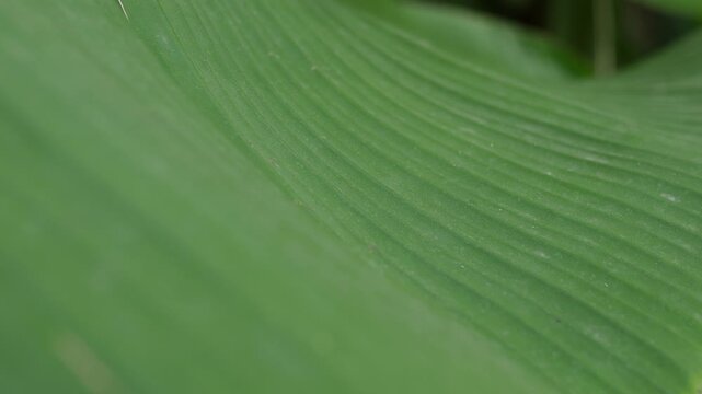 detail of green banana leaf texture with sunlight showing parallel veins and natural pattern in tropical garden