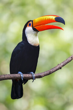toucan toco on a tree branch.