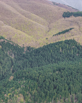 Aerial view of dense mixed forest covering rolling hills with vibrant green conifers and budding deciduous trees in Vallombrosa, Tuscany, Italy.