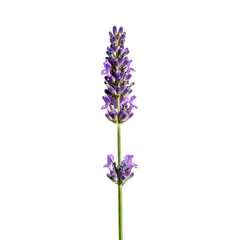 Obraz premium A PNG cutout of a single lavender flower Isolated on a Transparent Backdrop with a black background