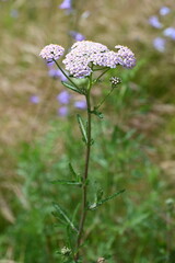 Schafgarbe © Fotolyse