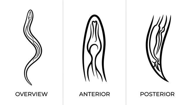 Detailed Illustrations of Parasitic Worm Anatomy and Morphology.