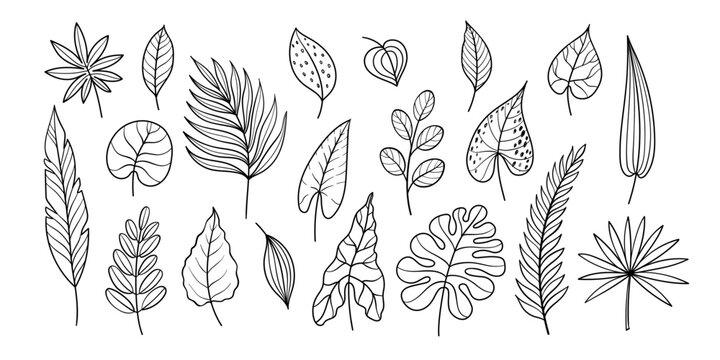 Tropical leaves doodle vector set with monstera, palm, philodendron and eucalyptus foliage, hand drawn botanical outline collection, black and white exotic leaf clipart