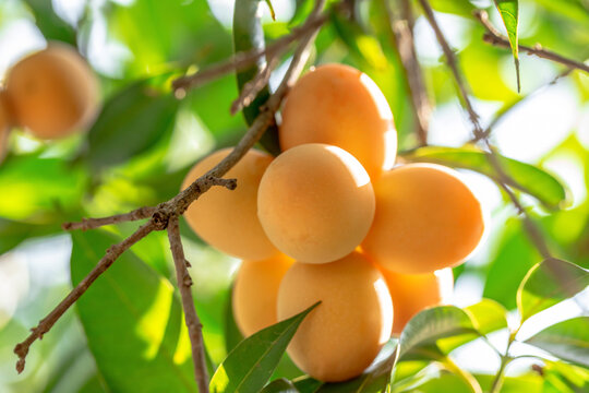 Sweet yellow ripe Marian plum (Mayongchid, Maprang, Plum Mango)