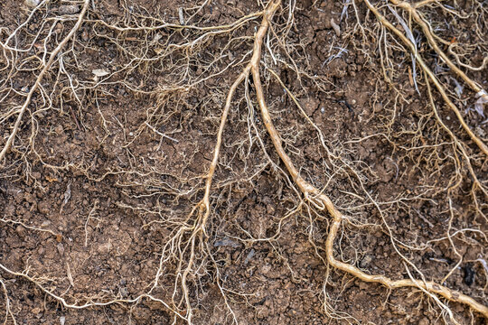 Tree roots that include both taproots and fibrous roots that branch out in the soil.