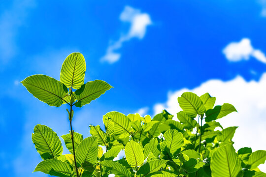 Kratom or Mitragyna speciosa branch green leaves on natural background.