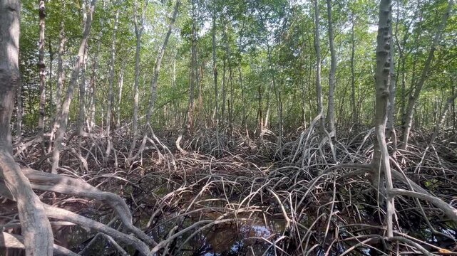 Wild mangrove forest trees