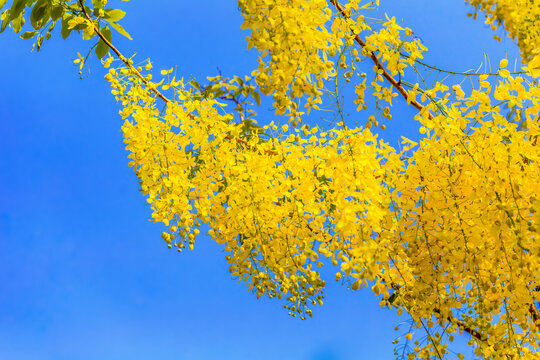 Flowers of Golden Shower Tree bloom in summer