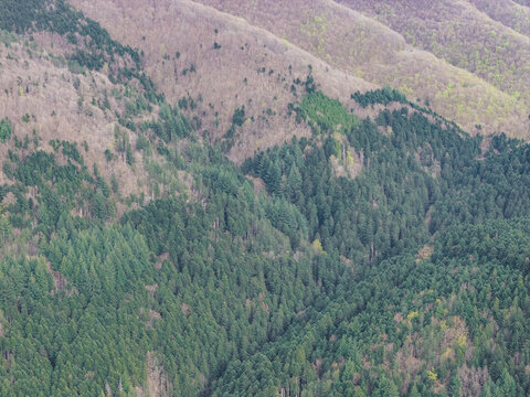 Aerial view of dense coniferous and deciduous forest covering the rolling hills under soft daylight Vallombrosa, Tuscany, Italy.