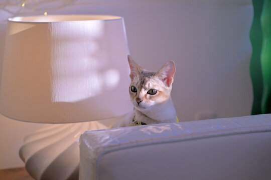 ランプシェードと衝立の間から顔を出して左を向いているシンガプーラの子猫