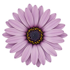 Obraz premium Vibrant purple gerbera daisy with yellow center isolated on transparent background