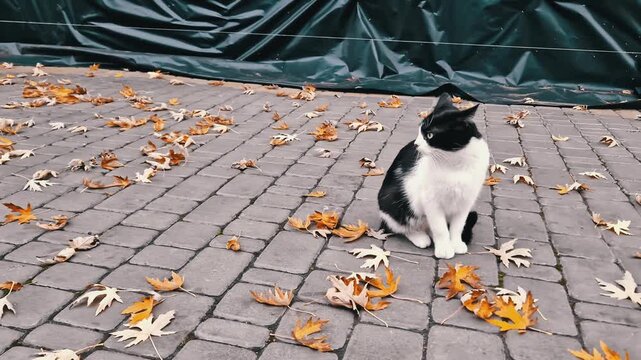 Black and white cat sits on a cobblestone patio while a small white kitten plays nearby. Dry, colorful autumn leaves are scattered across the grey pavers.