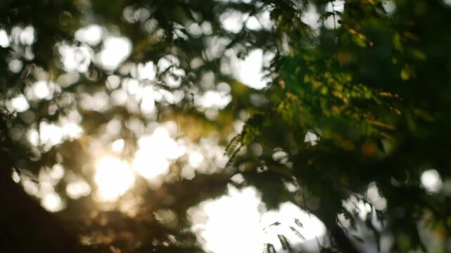 Golden Sunlight Rays Filtering Through Lush Green Tropical Rain Tree Fern Leaves and Vines in Urban Park