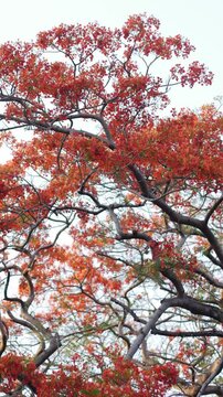 Vibrant Red Orange Royal Poinciana Flame Tree Canopy in Full Bloom with Dark Branches Against Blue Sky