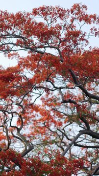 Vibrant Red Orange Royal Poinciana Flame Tree Canopy in Full Bloom with Dark Branches Against Blue Sky