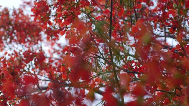 Vivid Red Orange Royal Poinciana Flame Tree Flowers and Buds with Colorful Bokeh Background