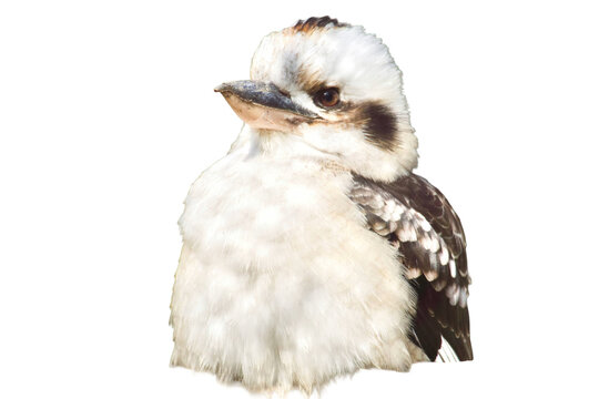 Laughing kookaburra bird isolated on transparent background. Portrait of an Australian kingfisher, wildlife and nature concept.