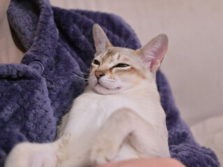 飼い主に抱かれながら目を細めるている若いシンガプーラ猫