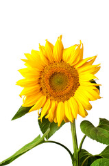 Obraz premium Bright yellow sunflower isolated on white background, summer nature and agriculture concept