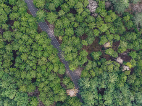 Aerial view of a narrow asphalt road winding through a dense forest of lush green pine and deciduous trees in Vallombrosa, Tuscany, Italy.
