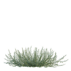 Alhagi sparsifolia tree, elevation, front view, cutout, transparent background, isolate, Detailed close-up of lush green shrubbery, perfect for landscaping and nature photography. © DH Tree Stock